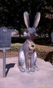 The world's largest jackrabbit.