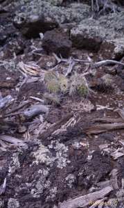 Keep a sharp eye for sharp things.