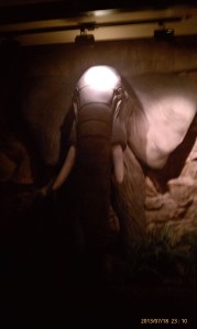 An elephant head on the wall.