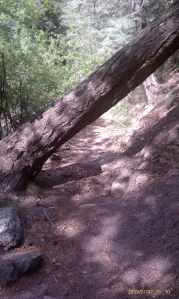 A hazard over the trail.