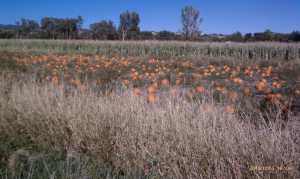This is where jack-o-lanterns are born.