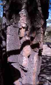 No bite, just tree bark.