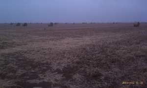 Now hay bales are round.