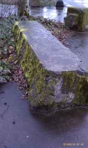 Moss on stone rich in texture and color.