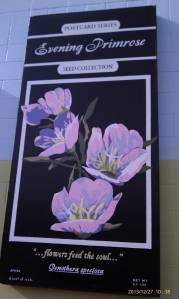 Number 3 in a series of Texas wild flower murals.