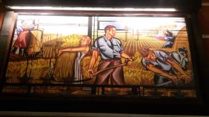 Harvesting the grain to make beer.