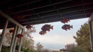 Fish high above the water.