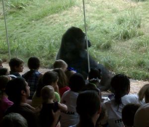 The gorilla show is about to begin.