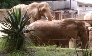 An elephant sort of walk.