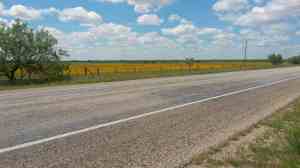 Lots and lots of golden wild flowers.
