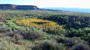 A strange crop circle of gold.