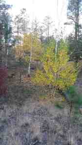 A golden time of year.