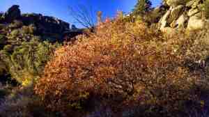 A burst of cold driven color.