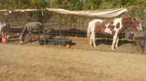 A farm animal sort of zoo.