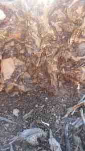 An abstract by nature.