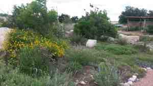 Learn about the native plants.