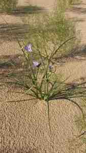 Wild flowers blooming in the sand.