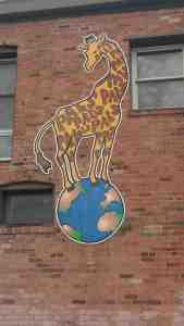 This giraffe is an acrobat.
