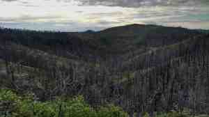 One day the forest will return.