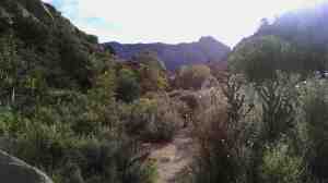 A path in the wilderness.