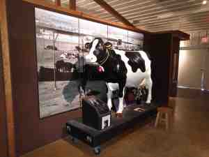 Teaching the kids to milk a cow.