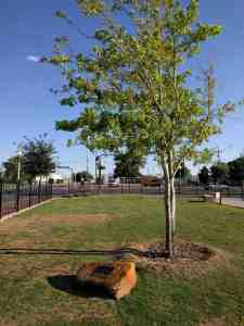 A planted tribute to Paul McCartney.