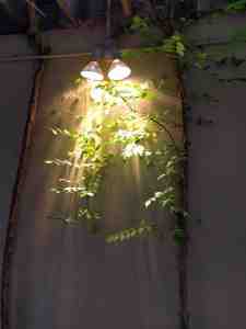 An accidental work of art.