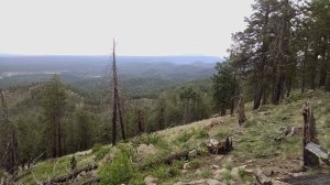 A green slope above the forest.