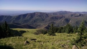 So green it makes you giddy!