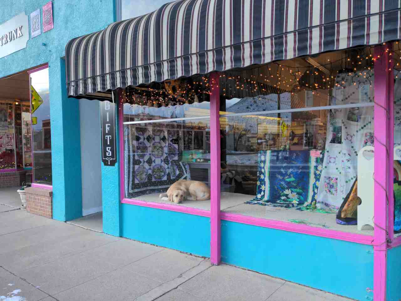 Dog is napping in a store front window.